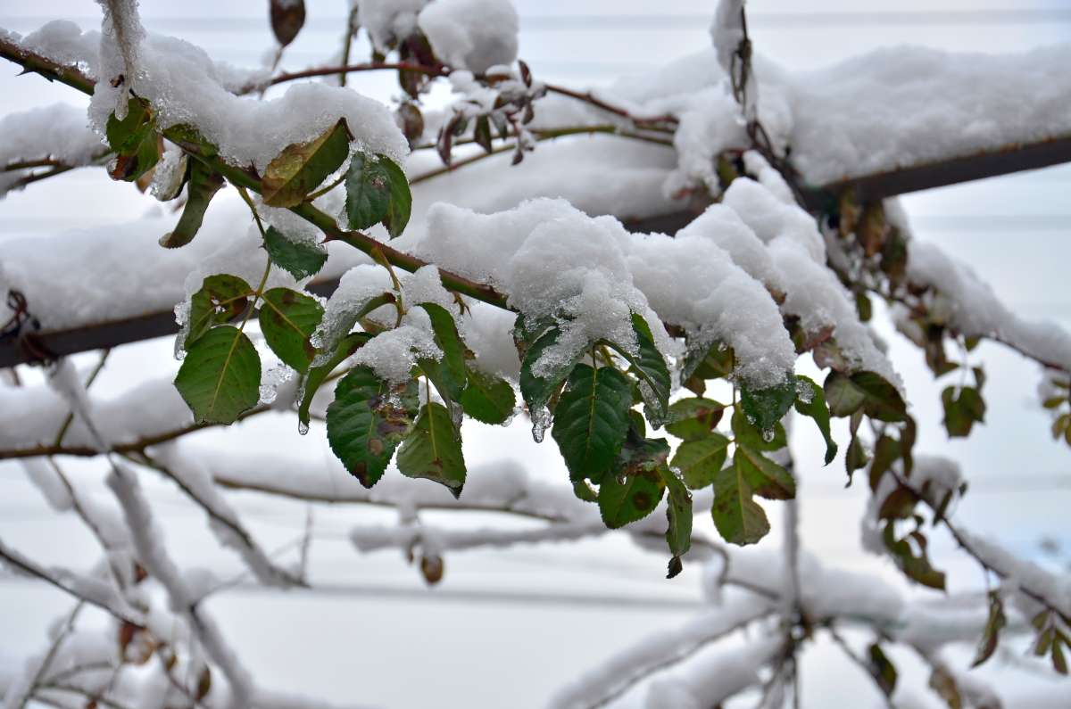зарисовка зимы автор ПЕТР  на PhotoGeek.ru #Пейзаж или природа #Зарисовки #Зима