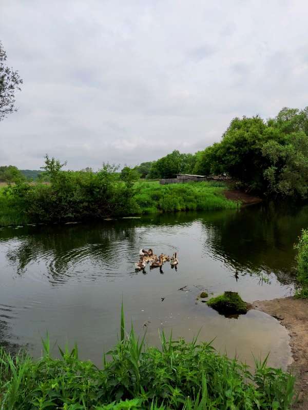 Плыли по речке серые гуси автор Марина  на PhotoGeek.ru #Животный мир #Пейзаж или природа #Домашний мир