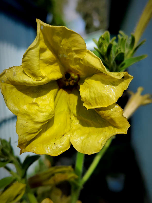 Желтая петуния автор Марина  на PhotoGeek.ru #Макро #Живая растительность