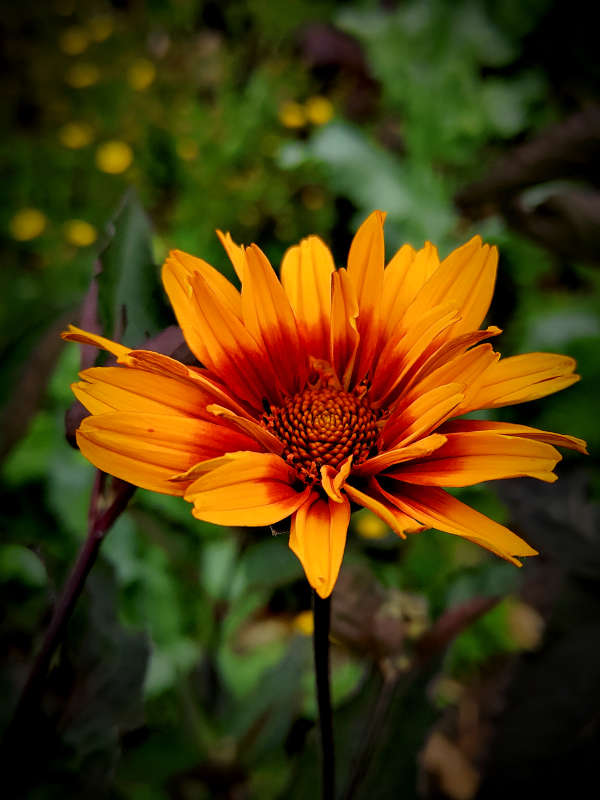 Солнечный цветок - Гелиопсис 