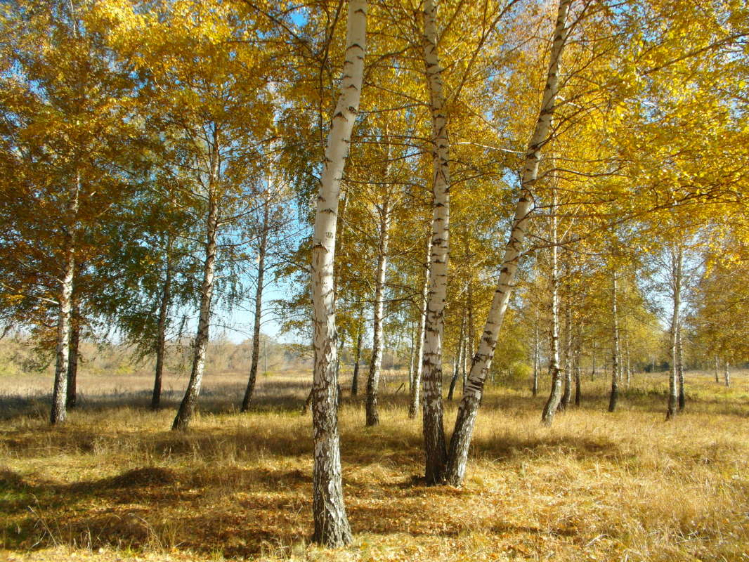 *** ����� Pavel Filipenkov �� PhotoGeek.ru #������ ��� �������