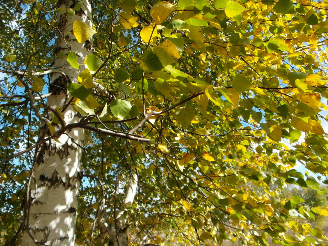 *** ����� Pavel Filipenkov �� PhotoGeek.ru #������ ��� �������