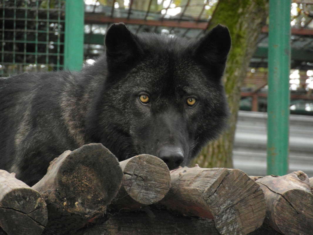 Канадский Волк Фото