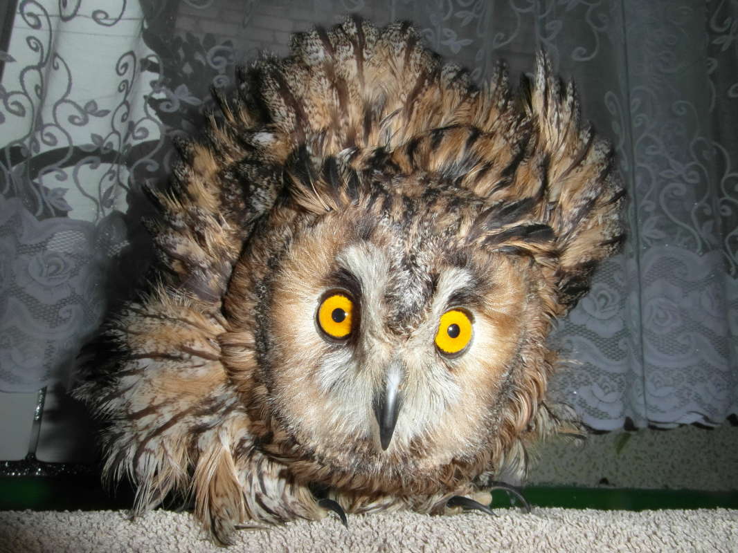 "������". ����� Pavel Filipenkov �� PhotoGeek.ru #�������� ���