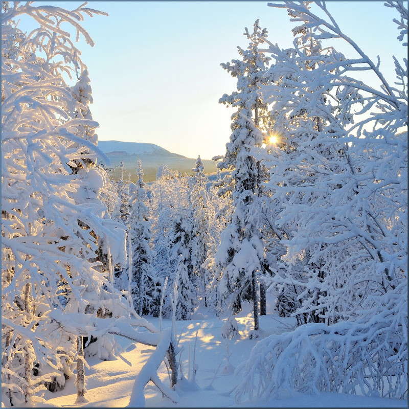 Зимняя сказка. автор Александр Максименко на PhotoGeek.ru #Пейзаж или природа #Заполярье #Зима #Мороз #Пейзаж #Природа #Север #Снег #Солнце