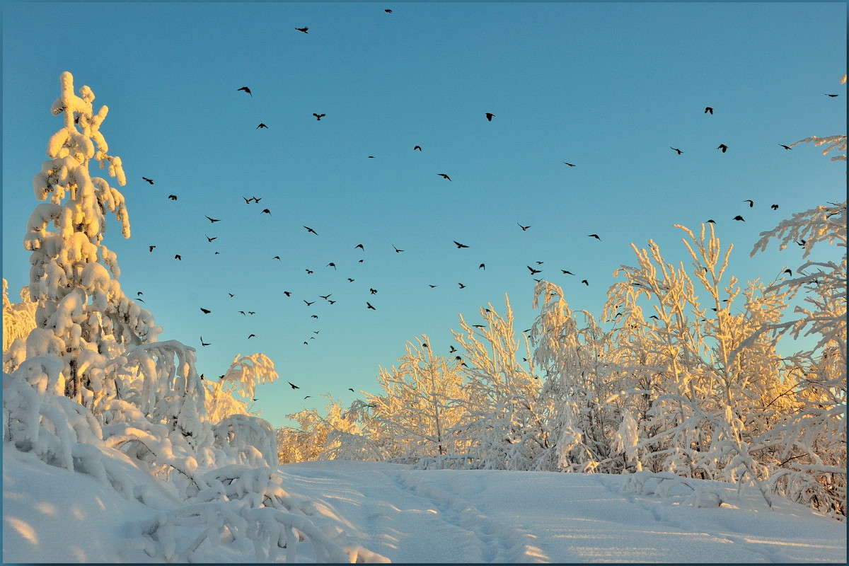Птицы над лесом автор Александр Максименко на PhotoGeek.ru #Пейзаж или природа #Деревья #Заполярье #Зима #Мороз #Птицы #Север