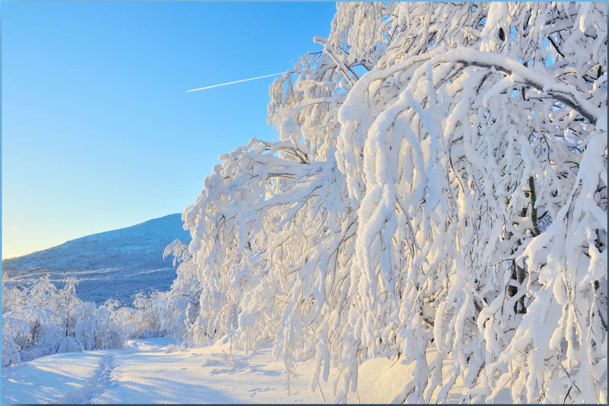 Зимняя сказка. автор Александр Максименко на PhotoGeek.ru #Пейзаж или природа #Деревья #Заполярье #Зима #Самолет #Север #Снег