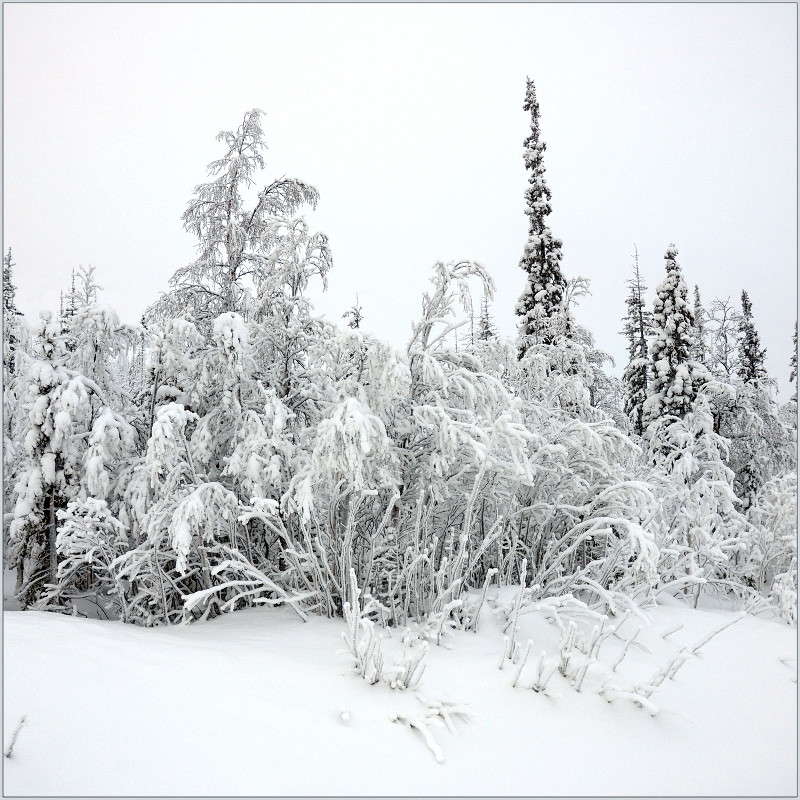 Заполярная зима. автор Александр Максименко на PhotoGeek.ru #Пейзаж или природа #Заполярье #Мороз #Север #Снег
