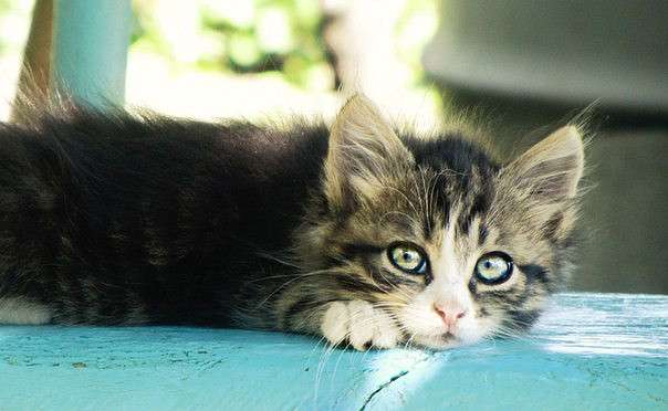 ... ����� �����  �� PhotoGeek.ru #�������� ���