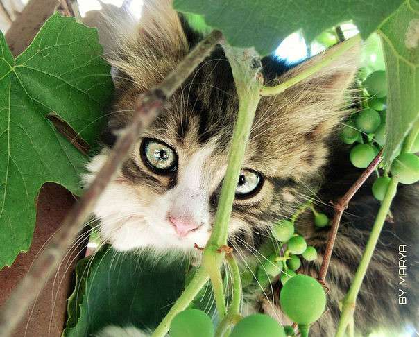 ... ����� �����  �� PhotoGeek.ru #�������� ���