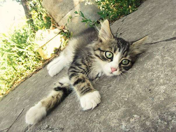 ... ����� �����  �� PhotoGeek.ru #�������� ���