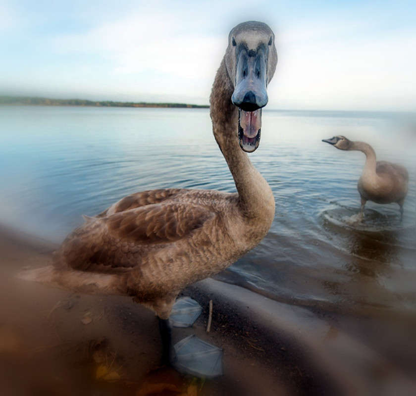 ��� �� �������? ����� yury kokorin �� PhotoGeek.ru #�������� ��� #Cenon g 11