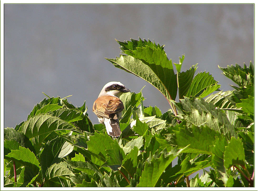 ��������� ����� ������  �� PhotoGeek.ru #�������� ���