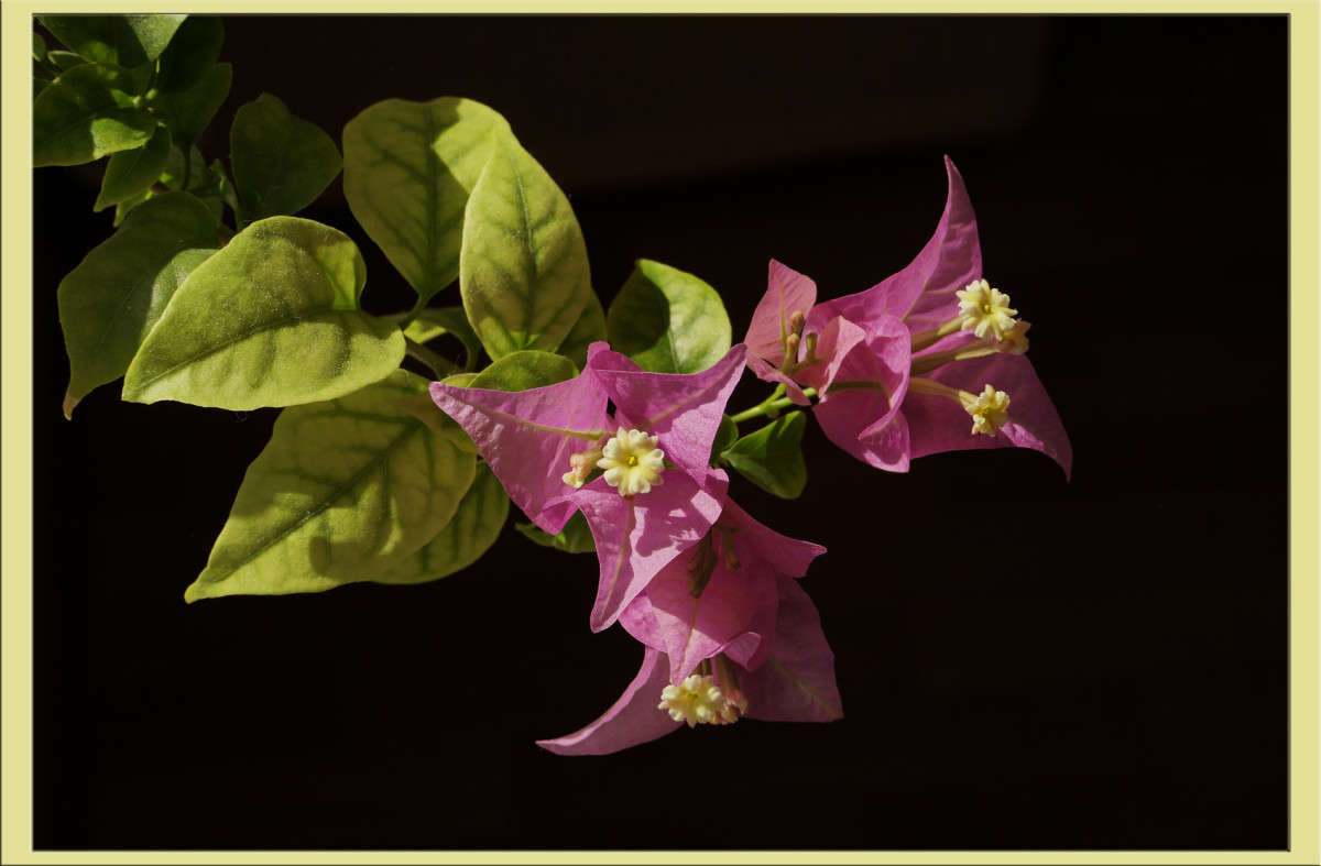 ����������� ������ 2 ����� ������  �� PhotoGeek.ru #�������� ����������