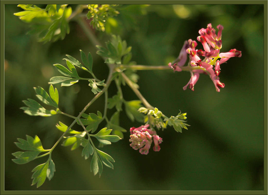 ��� �� ����� 2 ����� ������  �� PhotoGeek.ru #������ ��� �������