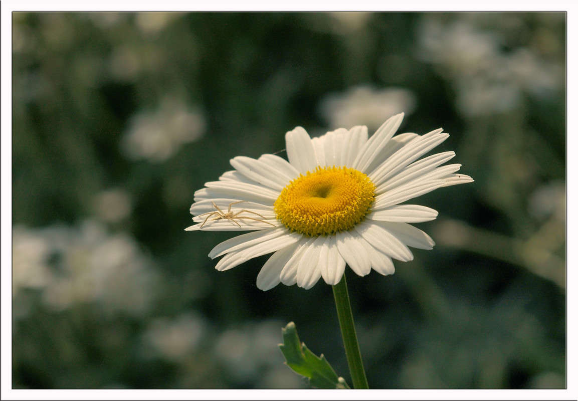 �������� � ������ ����� ������  �� PhotoGeek.ru #������ ��� �������