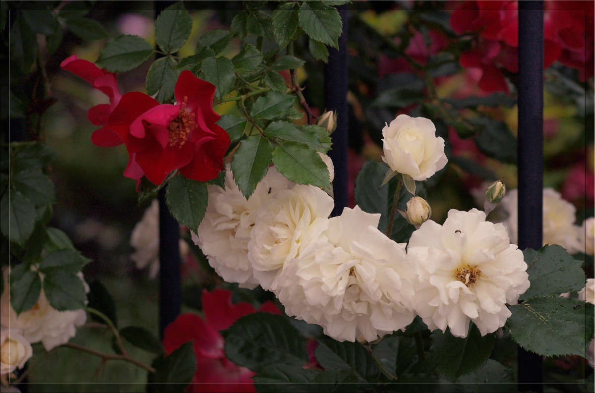 ����� � ������� ����� ������  �� PhotoGeek.ru #������ ��� �������