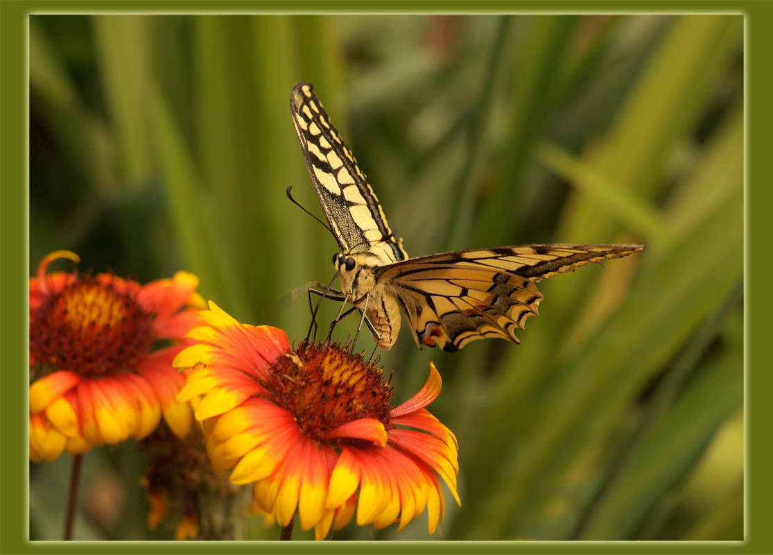 ��� � ������� ����� 2 ����� ������  �� PhotoGeek.ru #�����