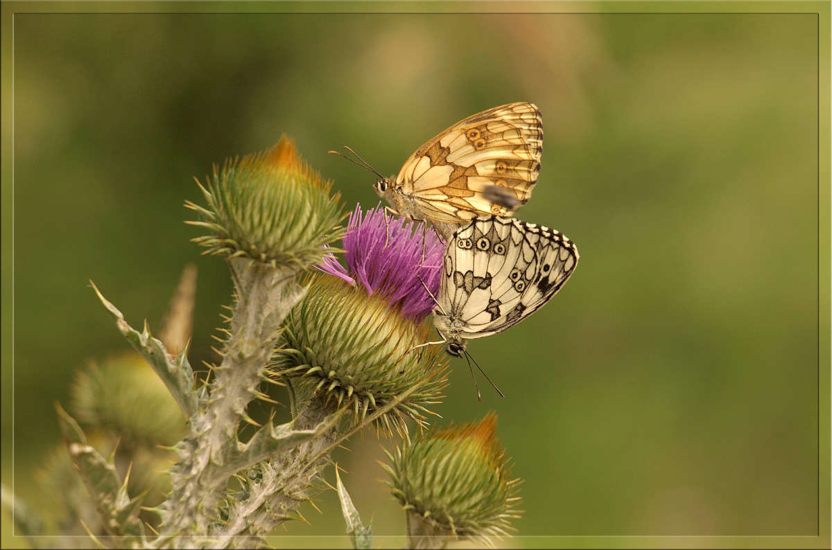 ������ ����� ������  �� PhotoGeek.ru #�����