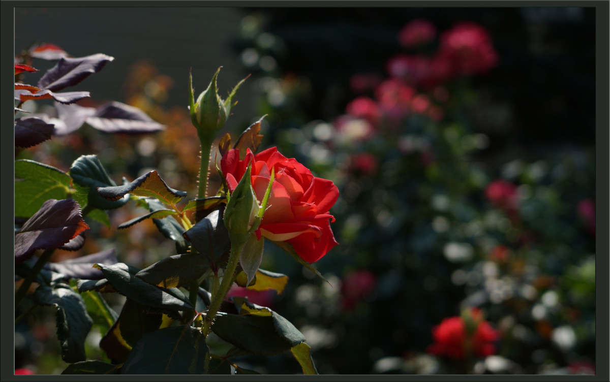 ������ ���� 2 ����� ������  �� PhotoGeek.ru #������ ��� �������