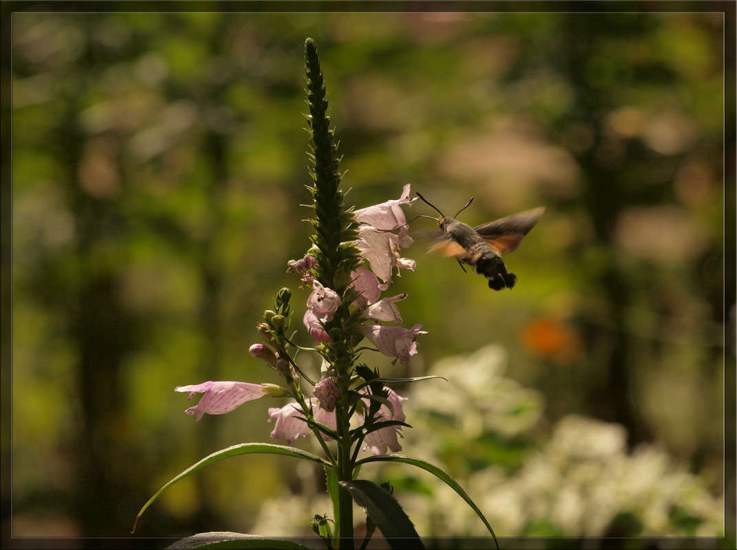 � ������� ������� ����� ������  �� PhotoGeek.ru #������ ��� �������