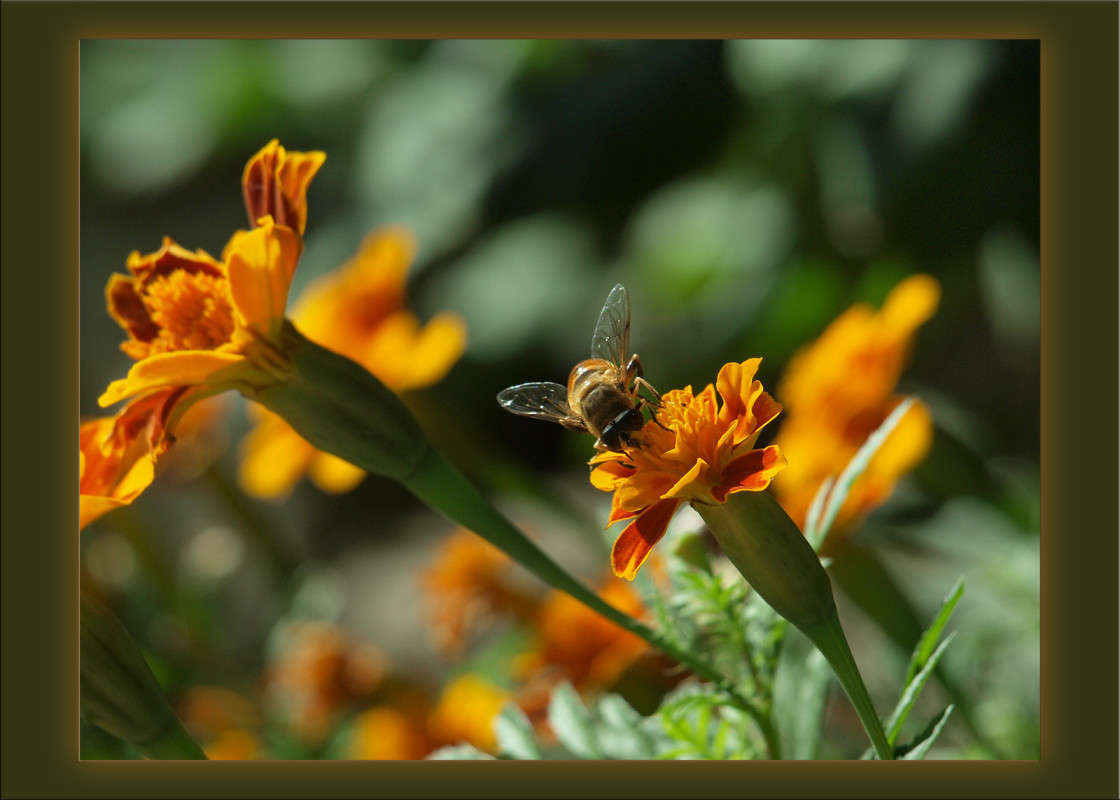 ������� �������� ����� ������  �� PhotoGeek.ru #�����