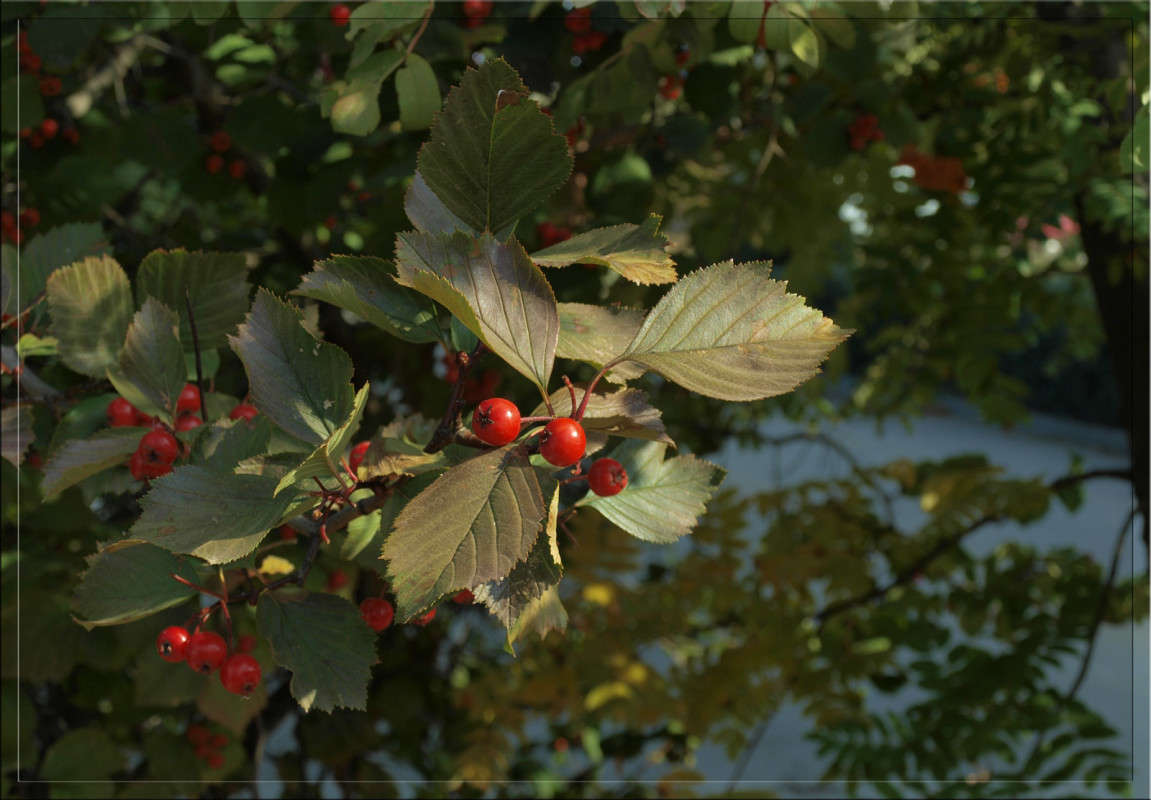 ��������� ���� ����� 35 ����� ������  �� PhotoGeek.ru #������ ��� �������