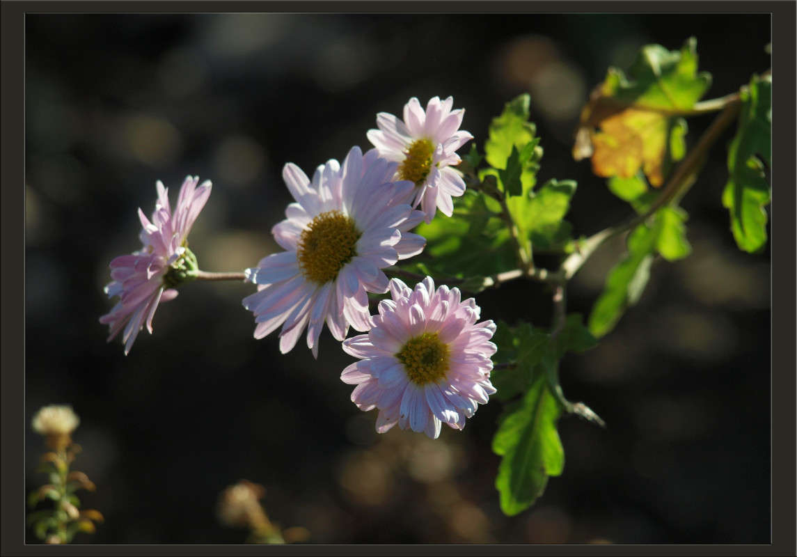 ��������� ���� ����� 42 ����� ������  �� PhotoGeek.ru #������ ��� �������