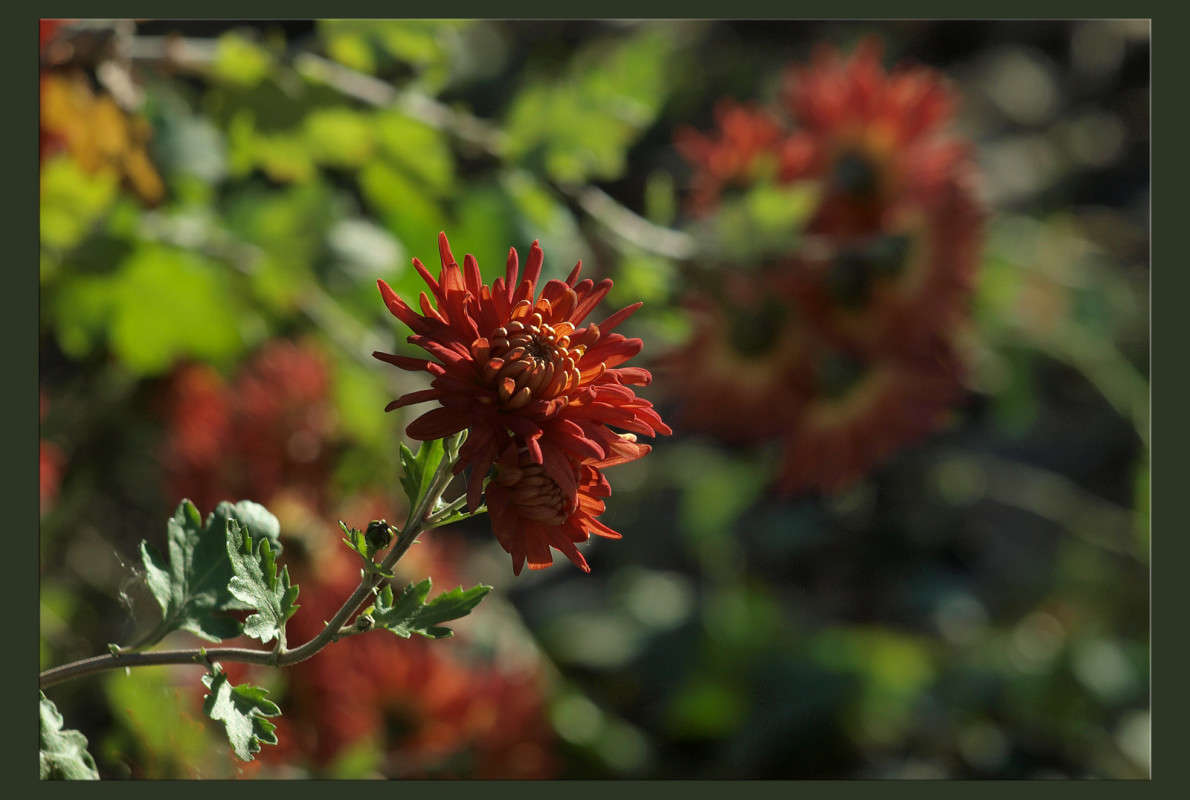 ��������� ���� ����� 43 ����� ������  �� PhotoGeek.ru #������ ��� �������