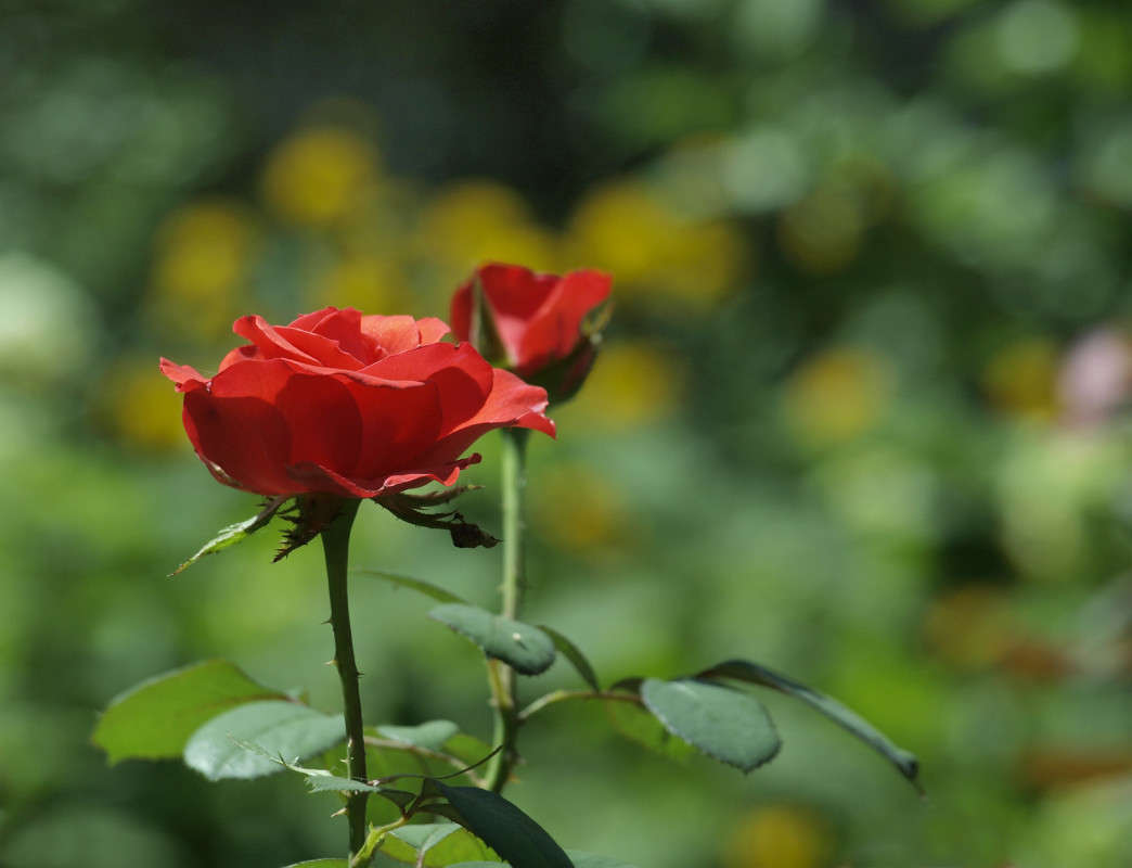 ������� � ���� 4 ����� ������  �� PhotoGeek.ru #������ ��� �������