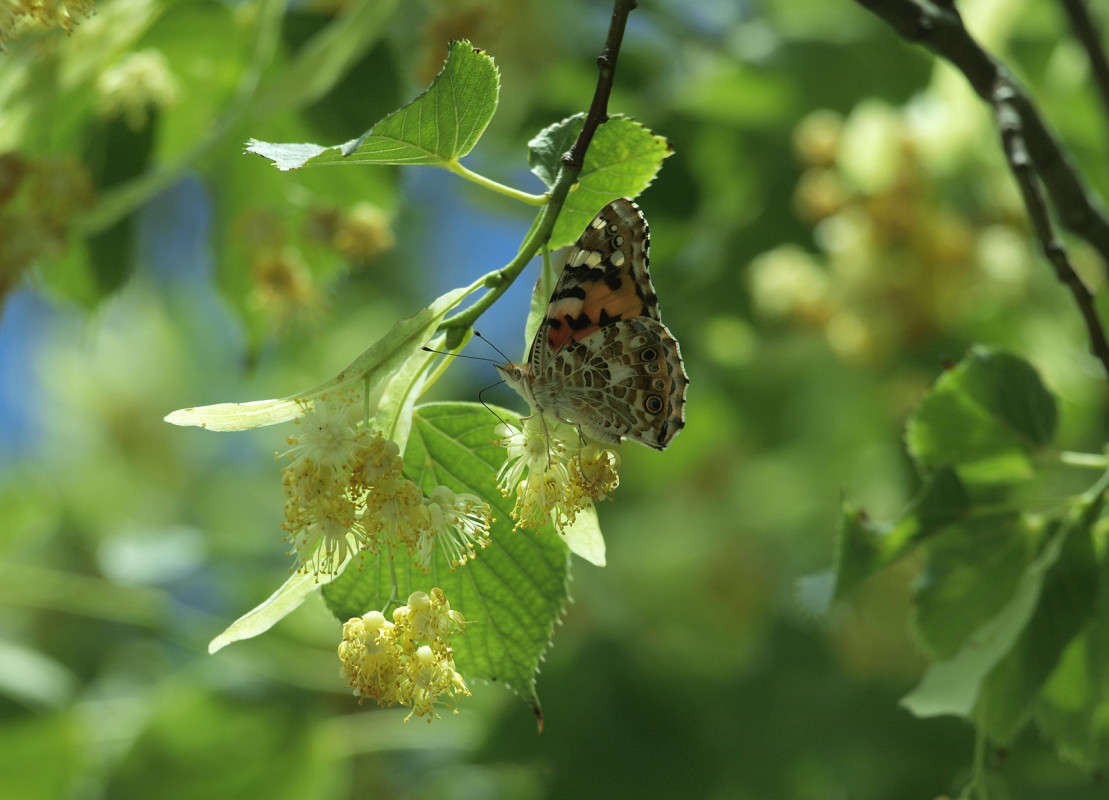 ��������� ����� ����� ������  �� PhotoGeek.ru #������ ��� �������