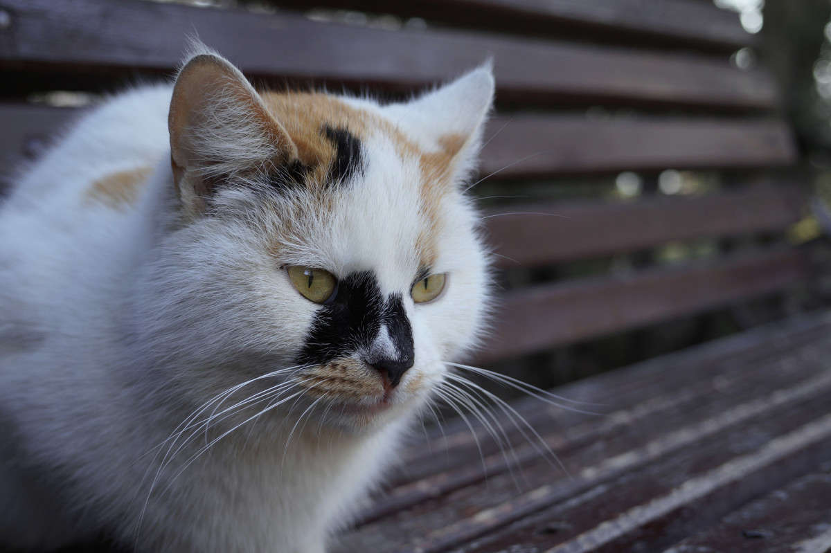 �� ��������� 5 ����� ������  �� PhotoGeek.ru #�������� ���