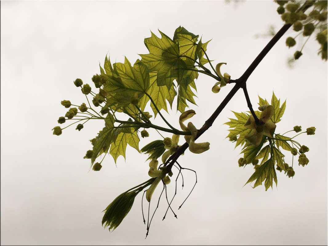 ��� ���� ������� 4 ����� ������  �� PhotoGeek.ru #������ ��� �������