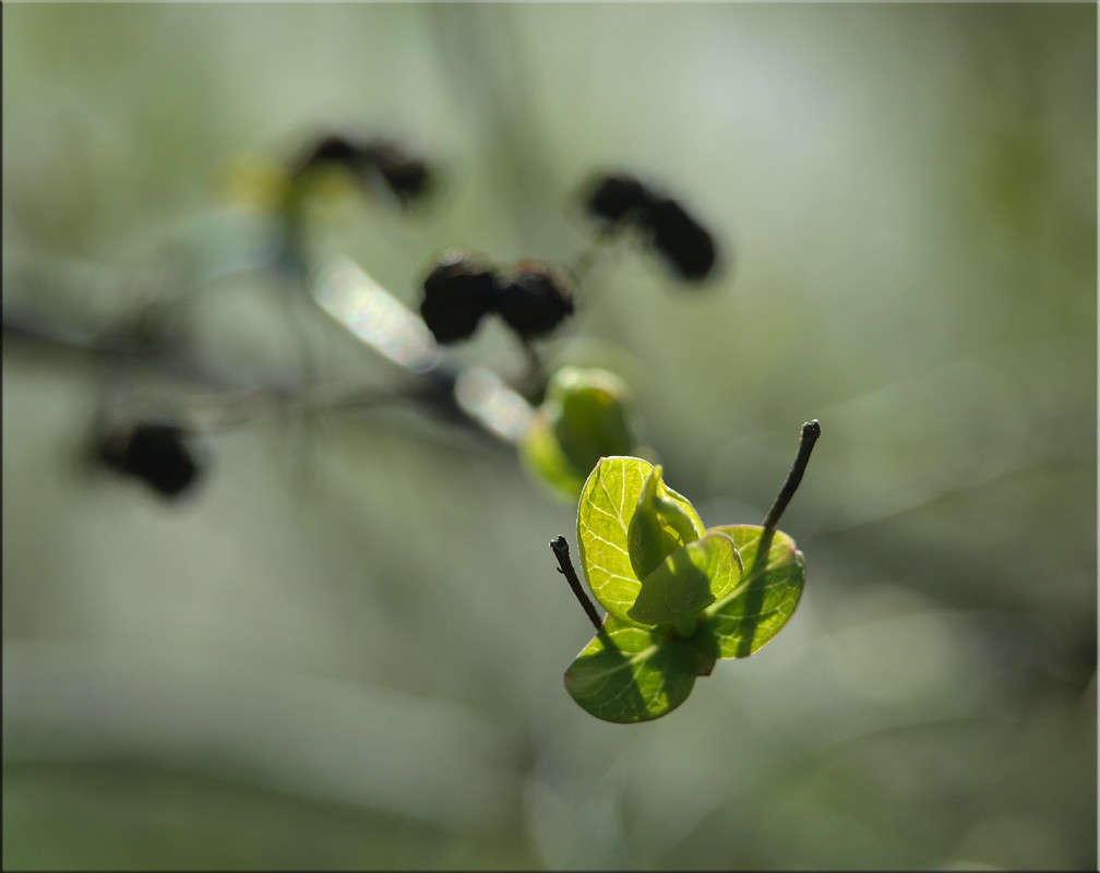 ������ ���������� ����� 4 ����� ������  �� PhotoGeek.ru #������ ��� �������