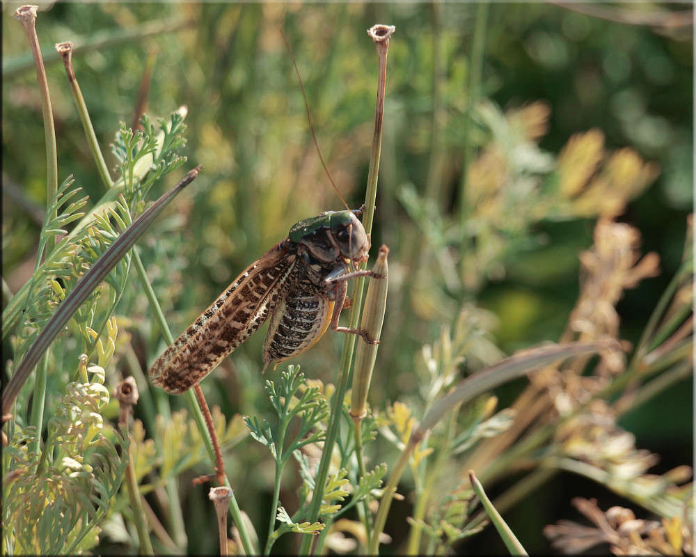 ��� �� �� �������� ����� ������  �� PhotoGeek.ru #������ ��� �������