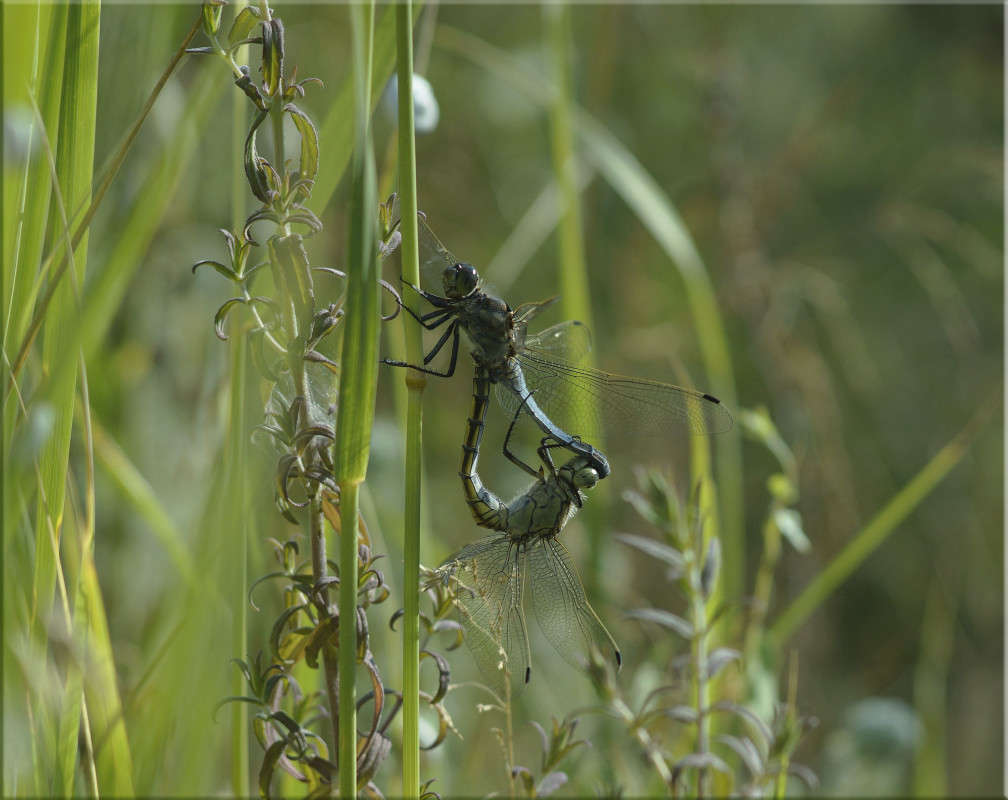 � ����� ��� ������ 2 ����� ������  �� PhotoGeek.ru #�������� ���