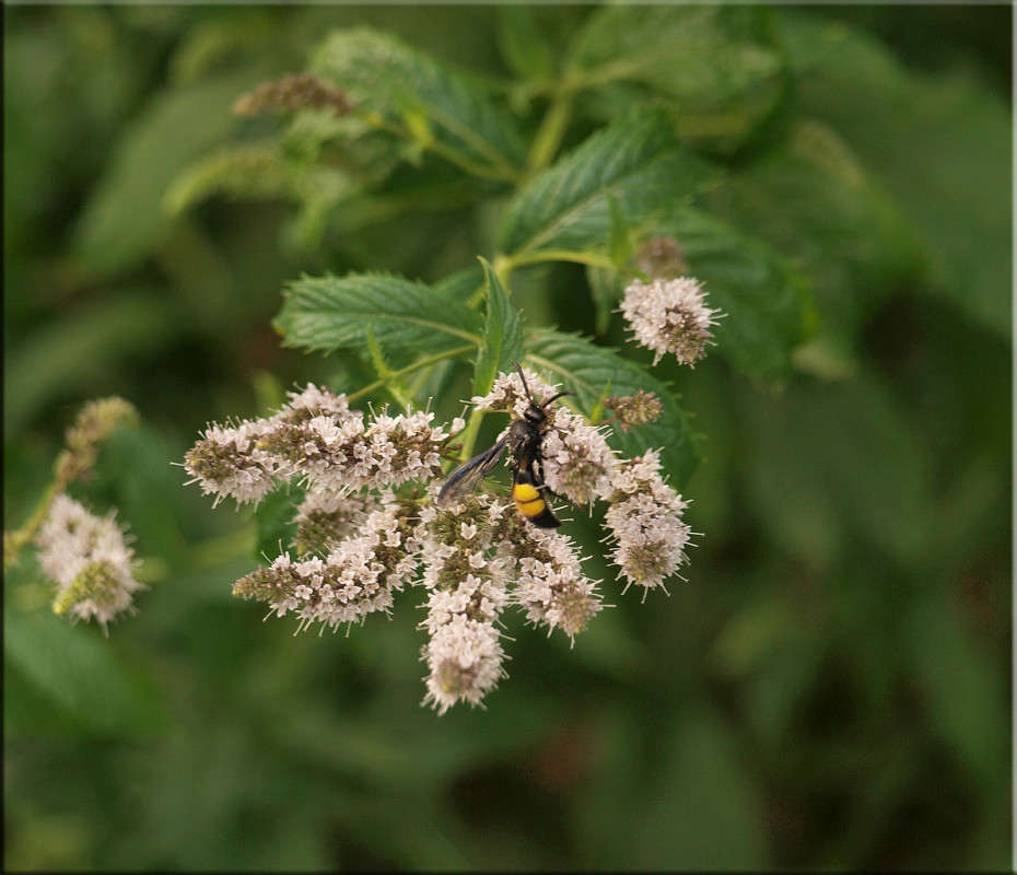 ����������� �������� ����� ������  �� PhotoGeek.ru #������ ��� �������