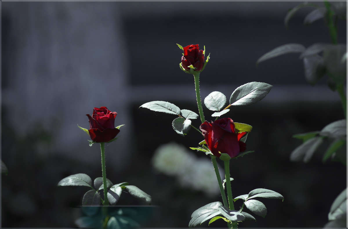 ��������� �� ���������� ����� ������  �� PhotoGeek.ru #������ ��� �������