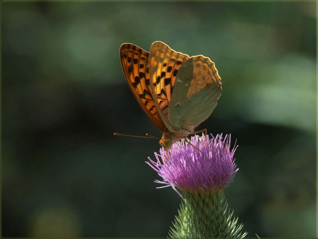 ������������ ����������� ����� ������  �� PhotoGeek.ru #�������� ���