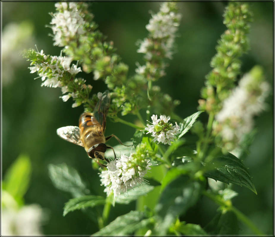 ���������� �������� ����� ������  �� PhotoGeek.ru #������ ��� �������