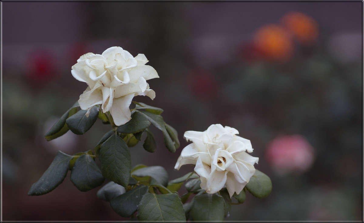 ����������� �����. ����� ������  �� PhotoGeek.ru #������ ��� �������