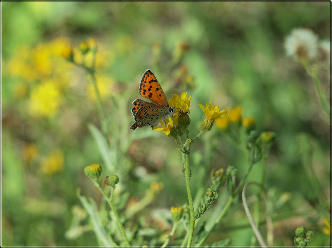 ������� ��������. ����� ������  �� PhotoGeek.ru #������ ��� �������