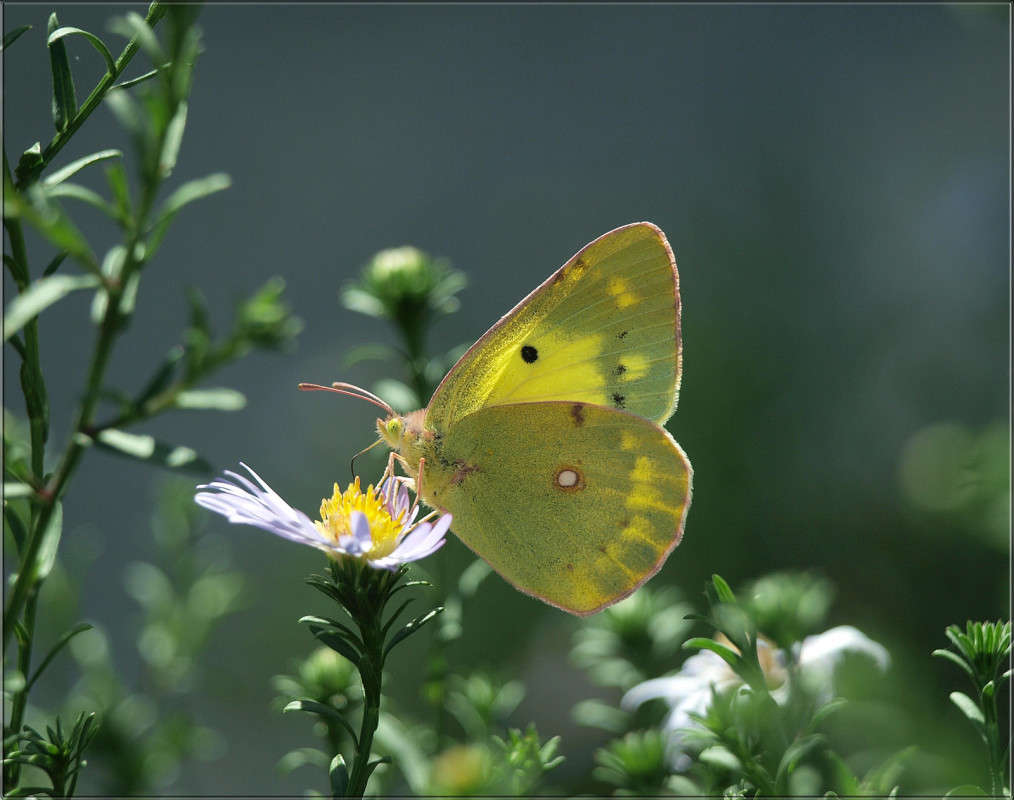 � ������ ����� 2 ����� ������  �� PhotoGeek.ru #������ ��� �������