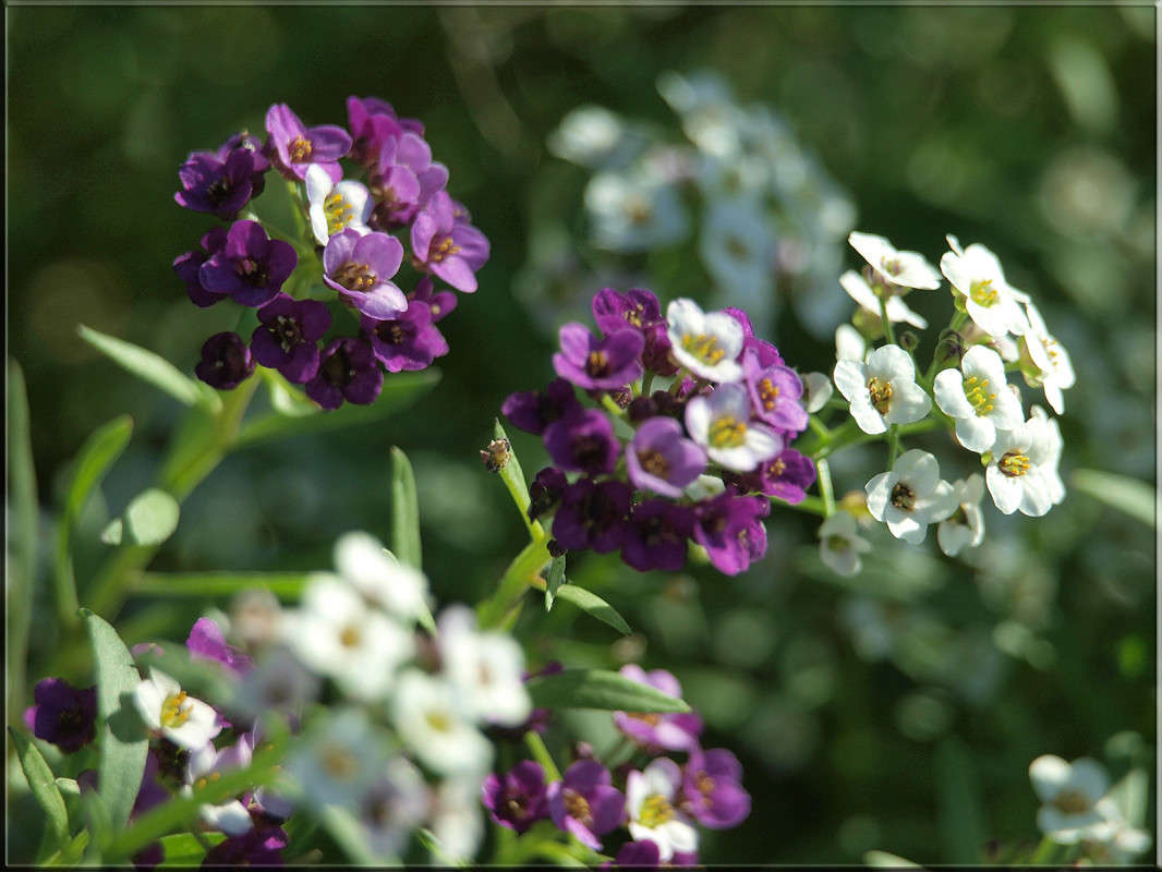 "��������� ������� ����� 3" ����� ������  �� PhotoGeek.ru #������ ��� �������