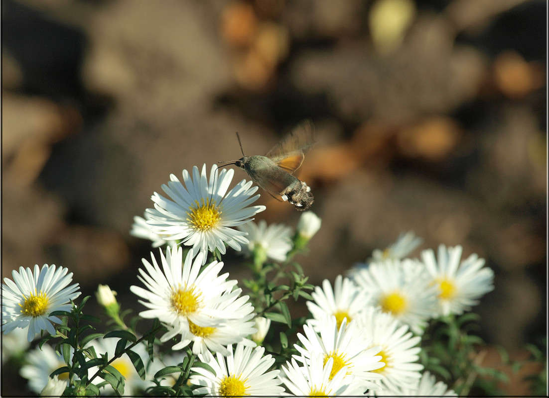 ������� ������� ����� ������  �� PhotoGeek.ru #�����