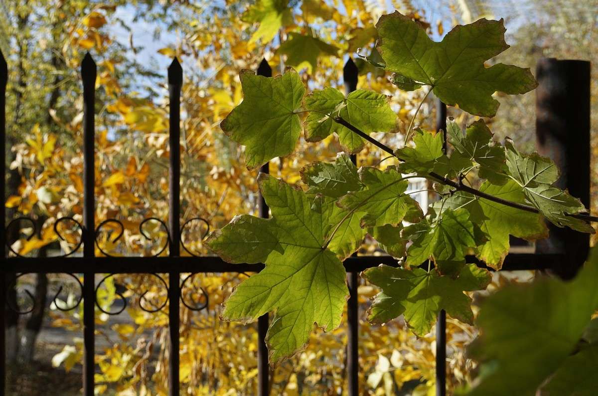 �������� ����� 5 ����� ������  �� PhotoGeek.ru #������ ��� �������