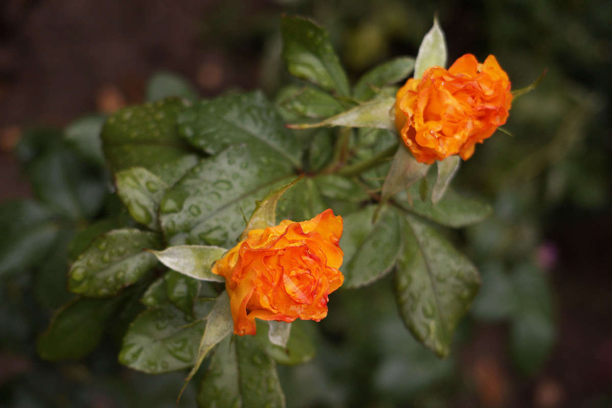 "����� ���� 2" ����� ������  �� PhotoGeek.ru #������ ��� �������