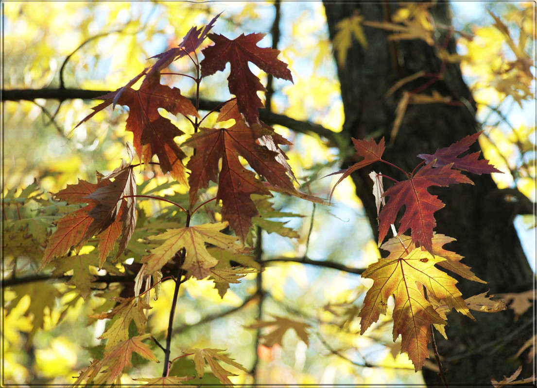 ����� ������������ 3 ����� ������  �� PhotoGeek.ru #������ ��� �������