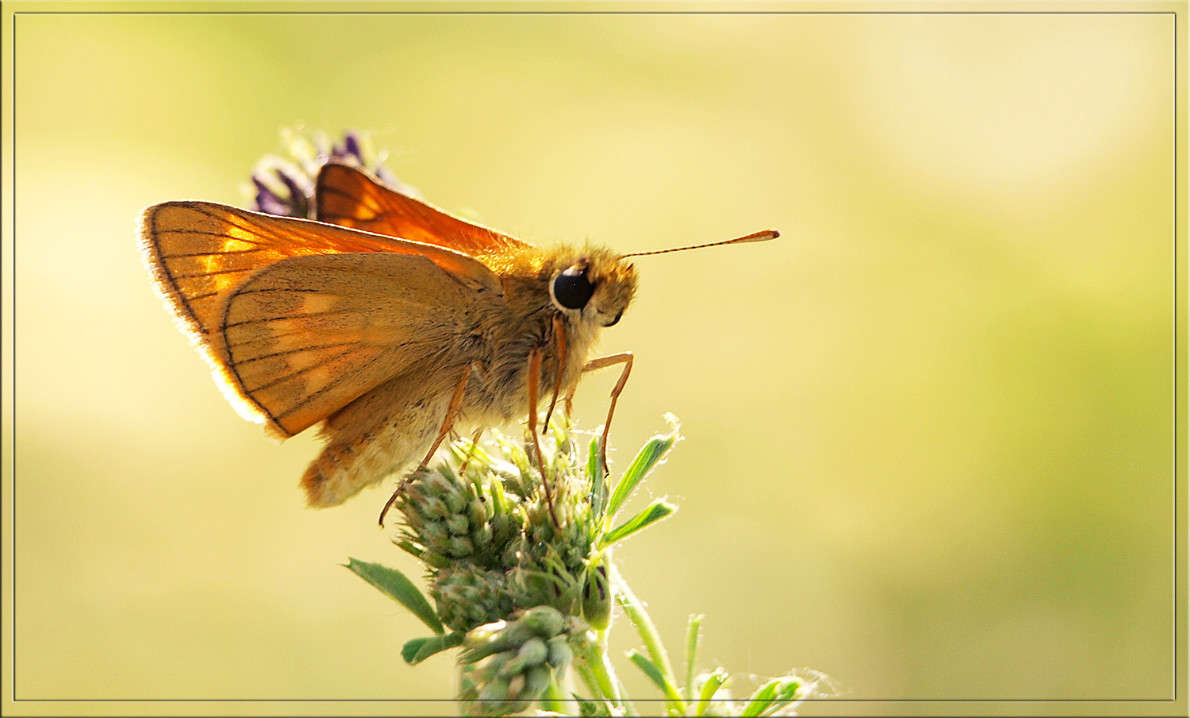 Глазастый мотылек / Глазастый мотылек / Фотография на PhotoGeek.ru