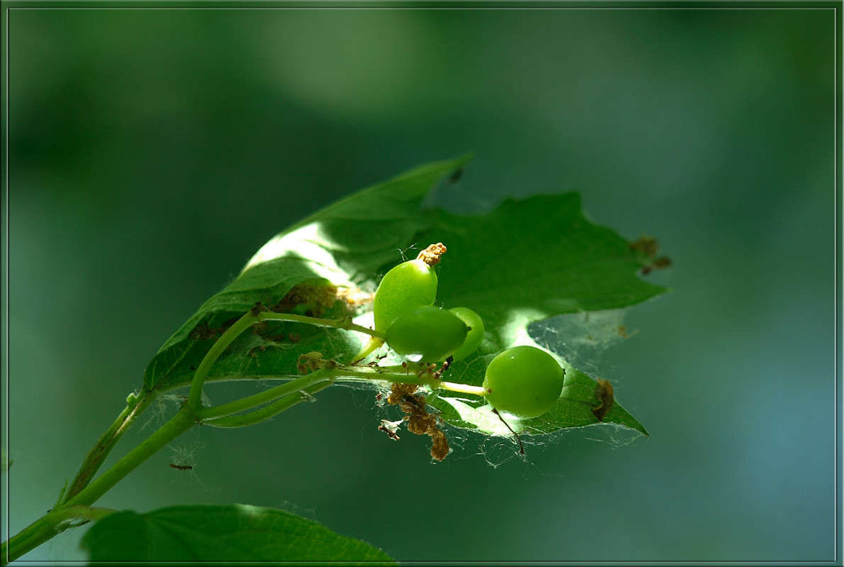 ������ �� ������ ����� ������  �� PhotoGeek.ru #������ ��� �������